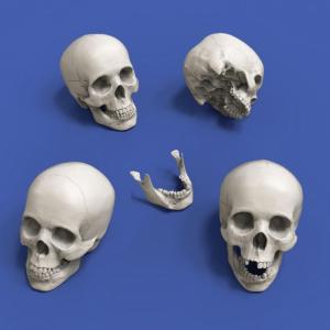 Royal Model: 90mm; 4 Skulls